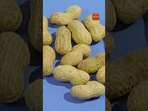 Woraus bestehen Erdnussflips? | Die Maus | WDR