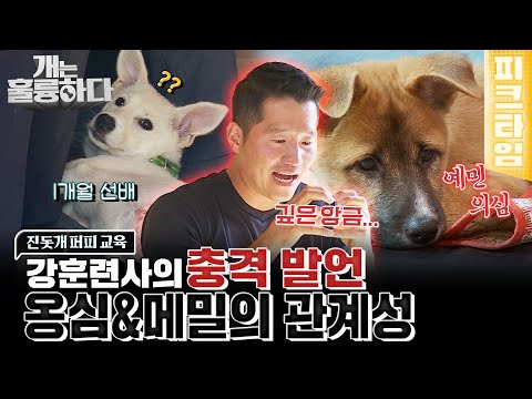 [#피크타임] "옹심이와 메밀이의 삶은 조금 다를 거예요" 같은 자극 다른 반응 두 반려견! 분리가 필요해요  | #개는훌륭하다 | KBS 221017 방송