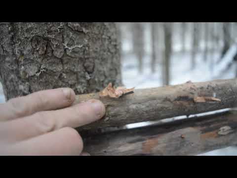 ПУШНОЙ ПРОМЫСЕЛ 2023-2024/УСТАНАВЛИВАЮ КУЛЕМКИ НА КУНИЦУ/ФИЛЬМ 1