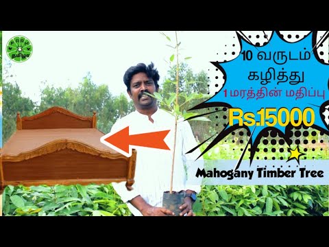 Best Investment - Mahogany tree | மகத்தான லாபம் தரும் மகோகனி மரங்கள் | Ganesh nursery |