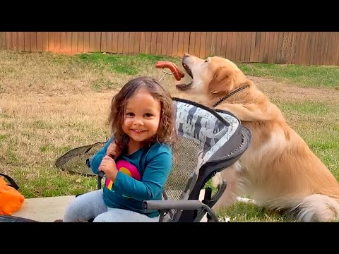 AFV's Funniest Dogs! 🐶 Best Puppy Fails