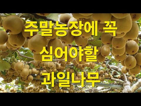 주말농장에 꼭 심어야할 과일나무