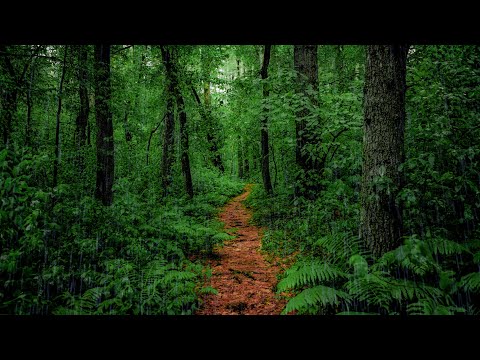 Relaxing Rain Walk in Lush Forest (4K 60fps) | Binaural Audio for Sleep & Relax (Rain on Umbrella)
