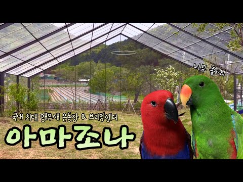 [지구젤리/앵카] 새로 오픈한 앵무새 운동장&브리딩 센터 아마조나 다녀왔어요!
