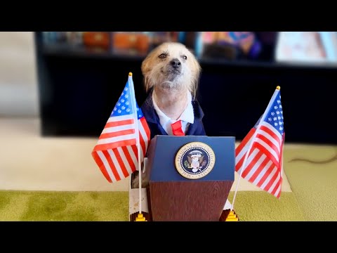 Funniest Pet Videos Ever