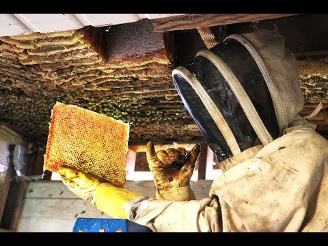 Extreme Honey Bee Hive Removal | SO MUCH HONEY | Honey Bees in the Ceiling!