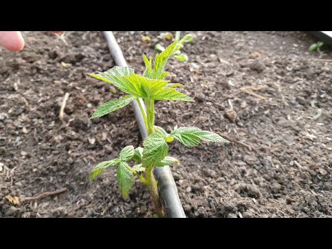 Как посадить малину и что потом с ней делать... Уход и когда нужна обрезка!