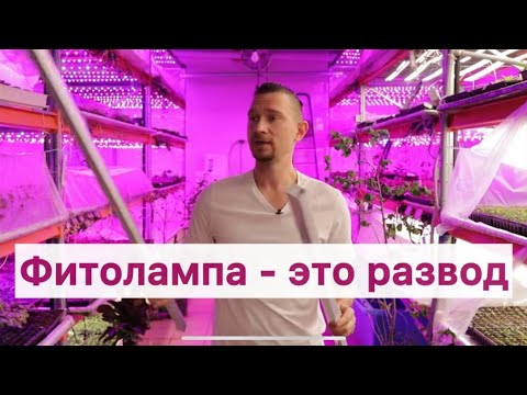 Какую фитолампу купить для растений? Выбираем лучшую лампу