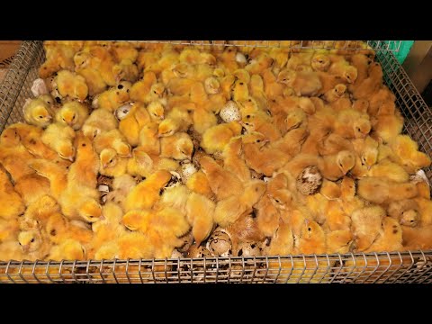 ШОК!! 500 перелов , куда девать🤣🤣, СУПЕР ВЫЛУПЛЕНИЕ!! рекомендации к выбору инкубатора.