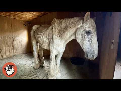 Neglected Horse Walks Off Trailer and Finds the Life She Deserved