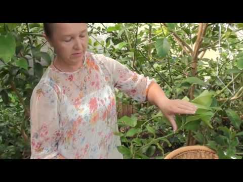 Выращиваем Павловский лимон. Сайт "Садовый мир"