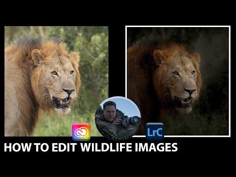 HOW to darken background in Wildlife photos