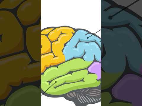 Mapping Brain Circuits