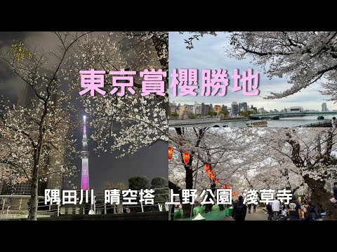 2024 Tokyo Cherry Blossom Season: Sumida River cruise/day and night viewing (full bloom), Ueno Park