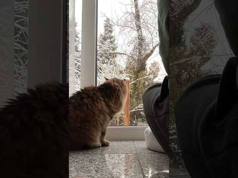❄️ watching snowflakes with my best friend #cat #snow #catlover #cute #snowflakes