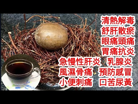 Canton Love-pes Vine Tea with Monk Fruit🍵  Improves Liver Functions👍 Relieves Fatigue & Pain👍羅漢果雞骨草茶