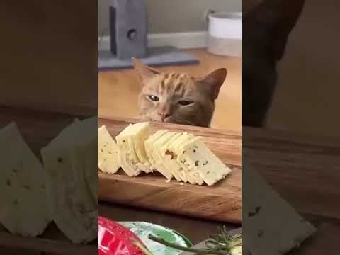 Tente Não Rir 😂 Gatos e Cachorros Mais Engraçados de 2025 🐱🐶