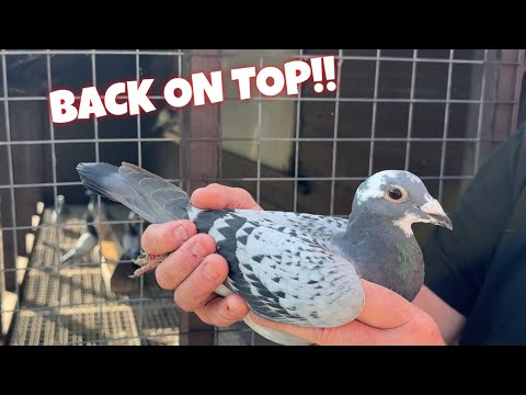 YB RACE 2 MANGOTSFIELD - GREAT RACE!! (FIRST 6 IN THE CLUB)