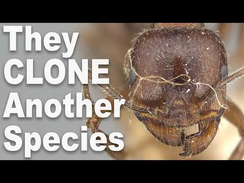 The Ants That Broke Biology