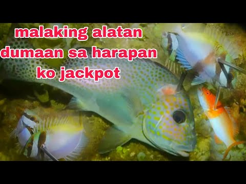 EP245 #malaking alatan dumaan sa harapan ko