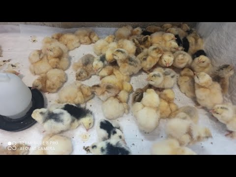 Як та чим продезинфікувати пінопластовий інкубатор "Теплуша"? Секрети для успішної інкубації 🐣🐥