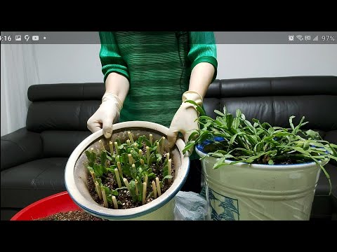 [게발선인장] 목대 굵어 지고 자구 많이 생기는 방법과 여름철에 잎꽂이 하는 방법