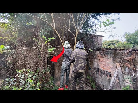 The entrance to the eerie abandoned house is overgrown with vegetation (ASMR)