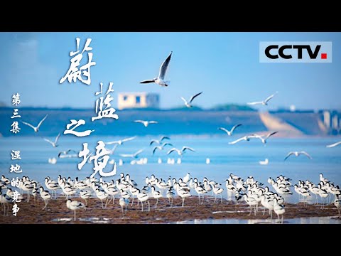 《蔚蓝之境》 第三集 湿地的故事你都知道吗？论湿地世界里的强者为王弱肉强食【CCTV纪录】
