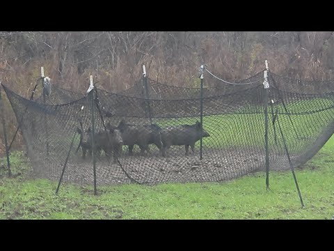 Delta Hog Trapping and Traumatized Possums!