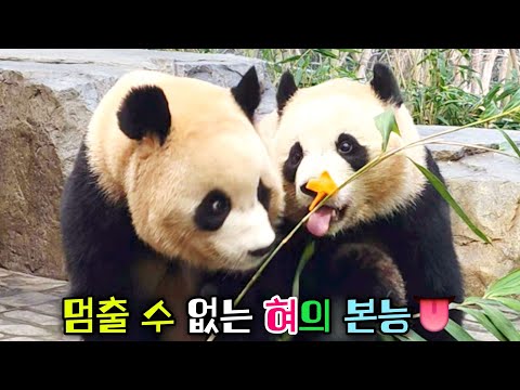 간절한 마음으로 당근에 혓바닥을 들이대자 양보하는 매너 루이바오 후이바오 동화같은 다큐멘터리