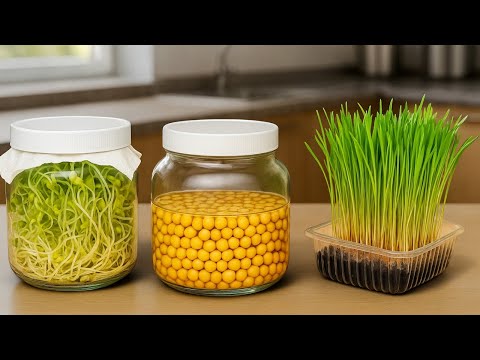 🌿How to Make the Best Sprouts with the Seeds We Have at Home