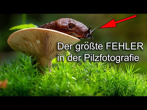 SO solltest du Pilze 🍄 auf KEINEN FALL fotografieren!