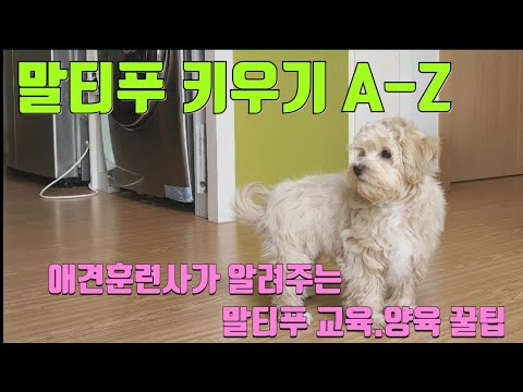 말티푸 키우는 사람이라면 꼭 봐야하는 교육.양육방법