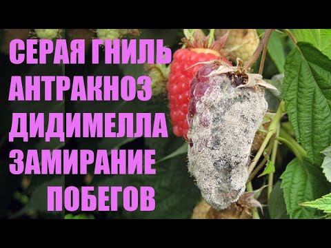 Болезни ежевики и малины. Фунгициды. Часть 1