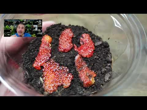 🍓How to grow Strawberries from Seed to Harvest