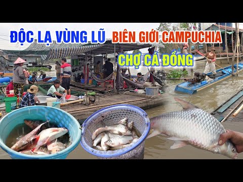 ĐỘC LẠ VÙNG LŨ MIỀN BIÊN GIỚI CAMPUCHIA - CÁ ĐỒNG ĐỔ ĐỐNG TRÊN SÔNG Ở CHỢ BẮC ĐAI MÙA NƯỚC NỔI