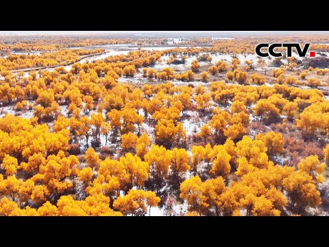 【4K】美得挪不开眼，塔克拉玛干沙漠万亩胡杨林披上“金装” | CCTV