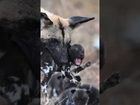 Incredibly Cute Puppies not Happy About Being Picked up