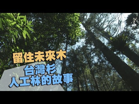 【林業發展】留住未來木─台灣杉人工林的故事(我們的島 第958集 2018-06-11)