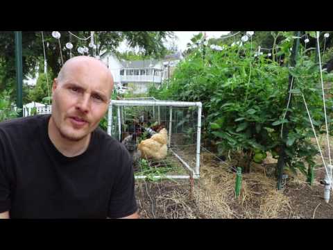 Grazing Chickens Between Rows of Tomatoes