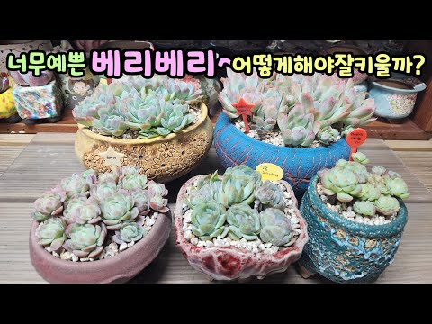 251217 It's so pretty and loved very much~♡ What should I do about the recurring problem~😅 I'll t...