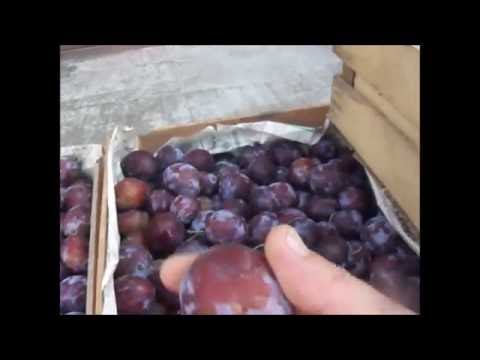 Брага из сливы и перегон на дистиллят