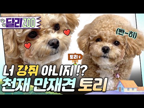 [🐕#달리ZOO] 이건 첫 번째 레슨. 좋은 간식은 나만 먹기🐶개인기만 무려 40개?! 천재견 토리 #TV동물농장 #달리 #DALI #천재견토리