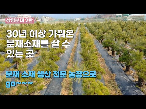 There's a bonsai material farm like this in Korea. Bonsai Material Specialist Farm - Sangmyung Bo...