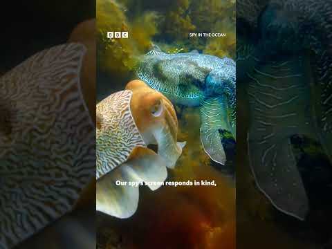 First Contact With An Alien Mind #robotics #wildlife #cuttlefish #aliens