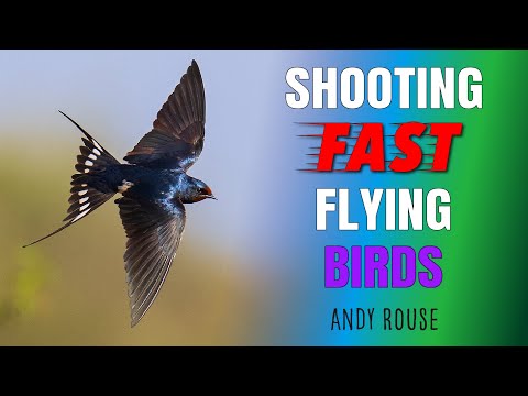 Pro andy rouse shows how to capture high action photos of fast flying birds using any system