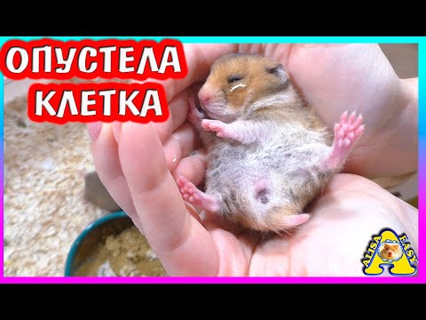ВОТ ЭТО МЫ НАТВОРИЛИ! / ЧТО СЛУЧИЛОСЬ? / Где ХОМЯЧАТА мальчики? / Aлиса Изи петс / Alisa Easy Pets