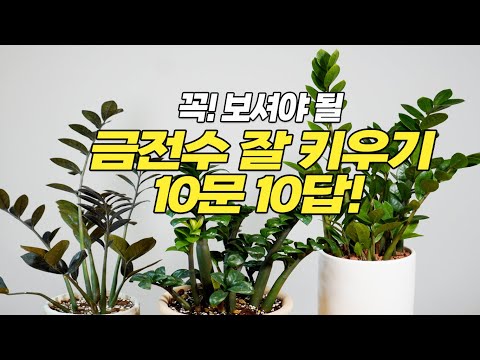 꼭! 보셔야될 금전수 잘키우기 10문10답-홈가드닝 아파트정원 HomeGardening#plants #zzplant