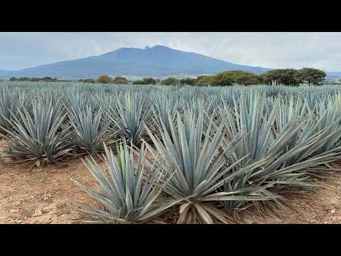 What is the Difference between Lowland (El Valle) vs Highland (Los Altos) Agave for Tequila?