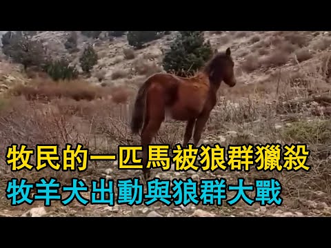 牧民的一匹馬被狼群獵殺，牧羊犬出動與狼群大戰，野狼潛伏牧區，猖狂過後自食其果